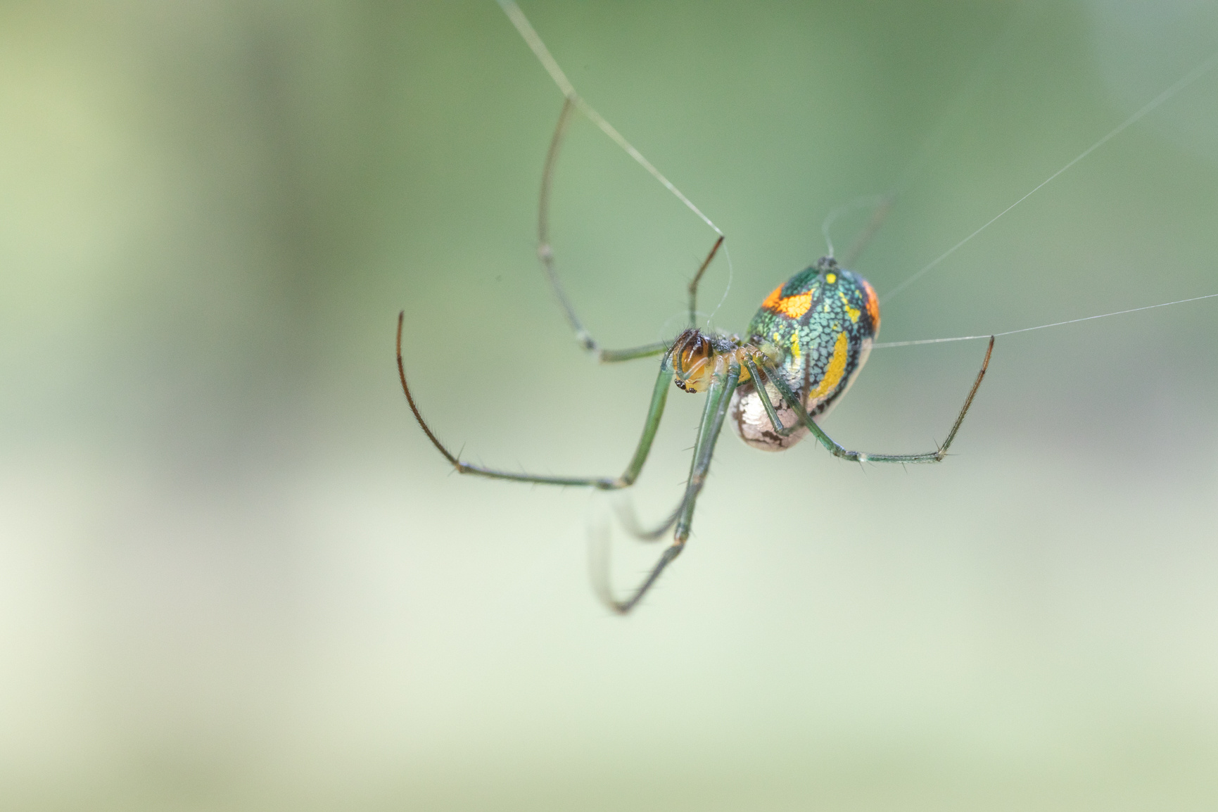 Macro of a spider